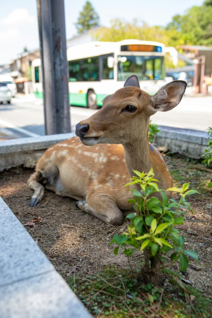 Nara Deer