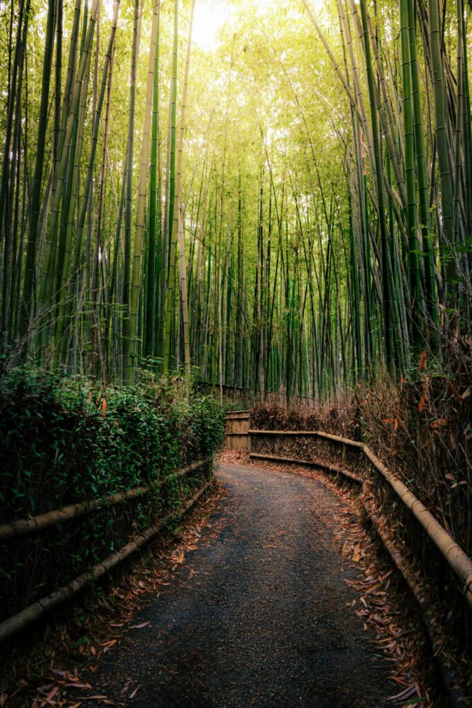 Arashiyama Bamboo Grove